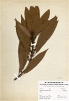 藏品(長葉木薑子)的圖片